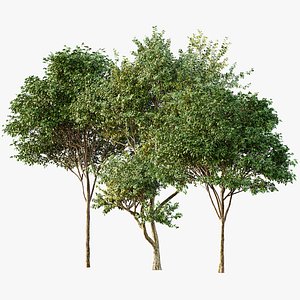 3D AV Eucalyptus and Gray alder alnus incana 3 trees