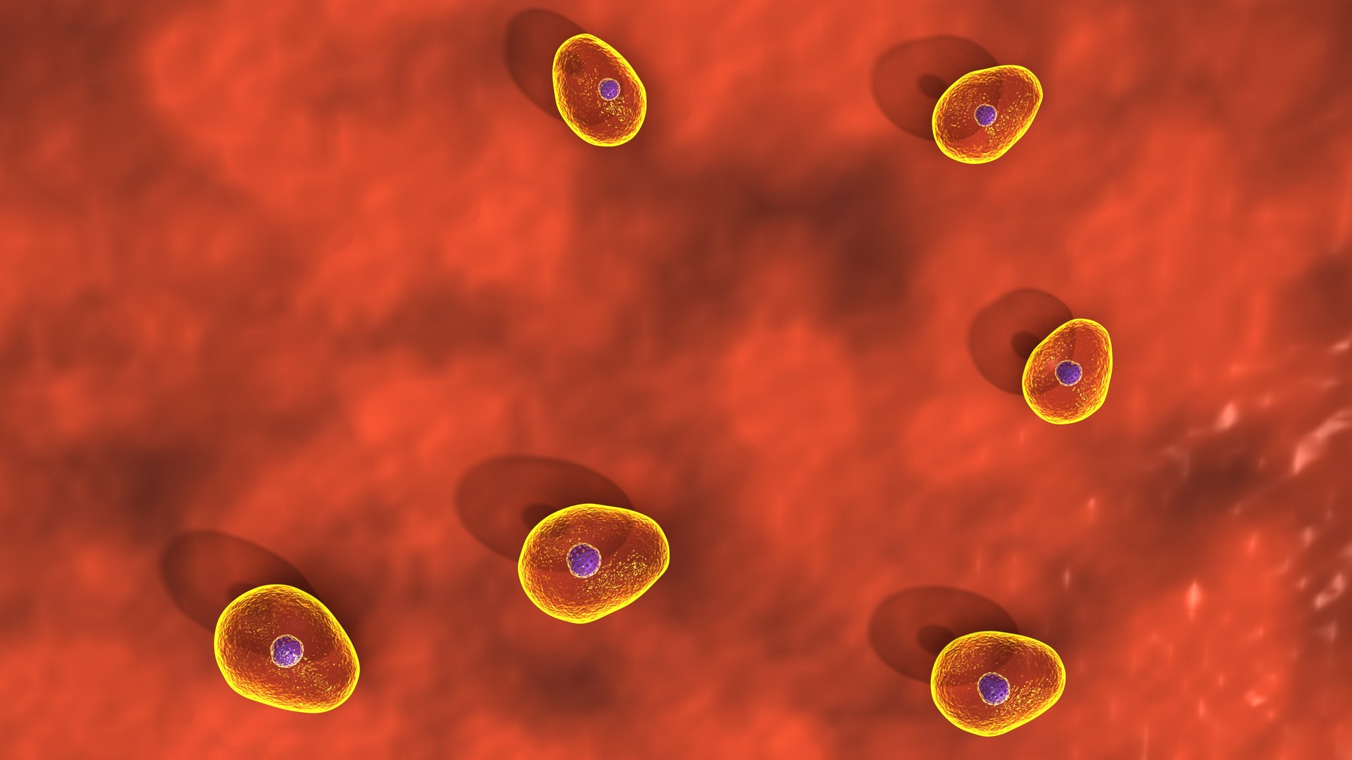 Yeast Fungi And Saccharomyces Cerevisiae 3D Model - TurboSquid 1852886