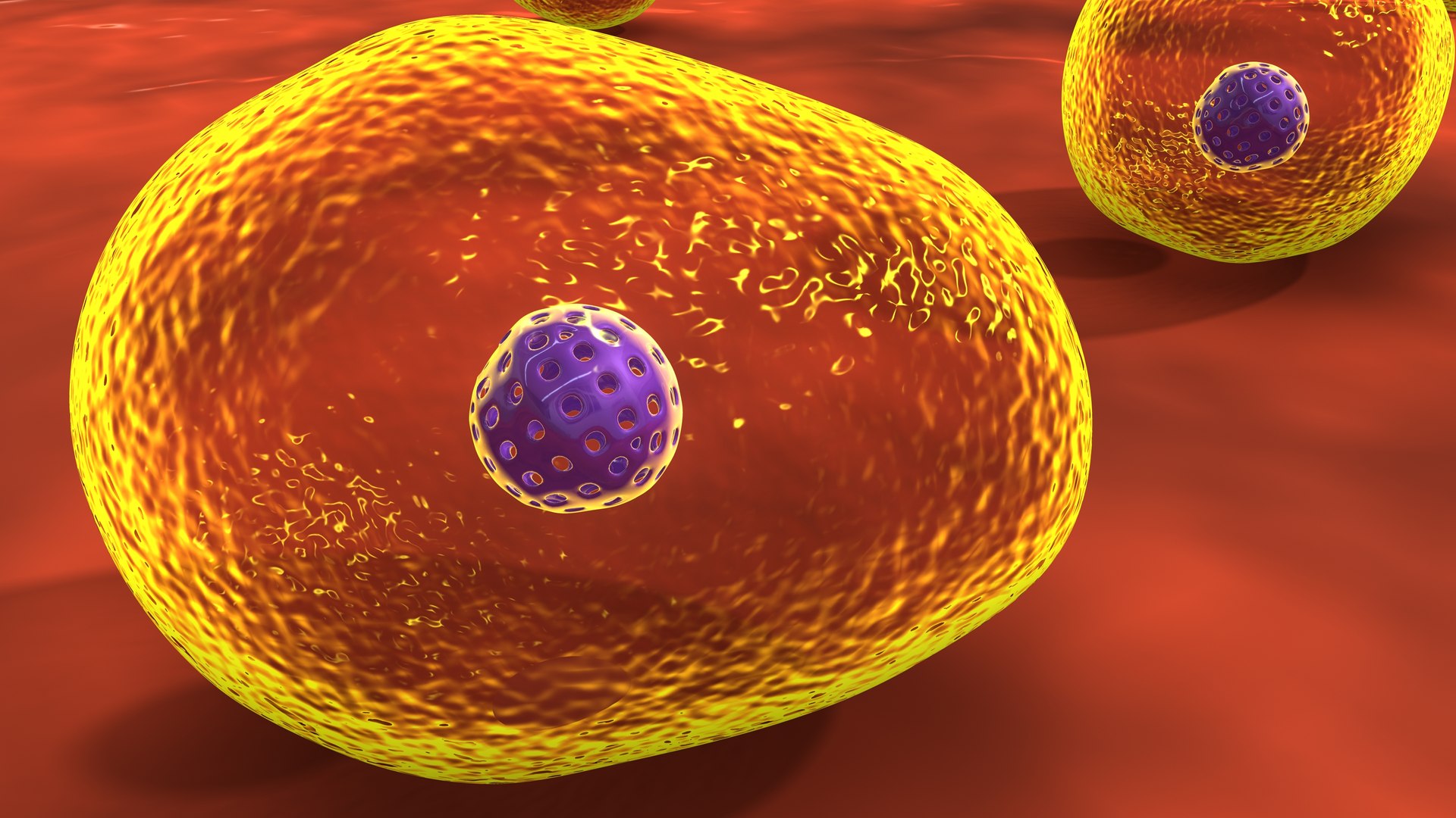 Yeast Fungi And Saccharomyces Cerevisiae 3D Model - TurboSquid 1852886