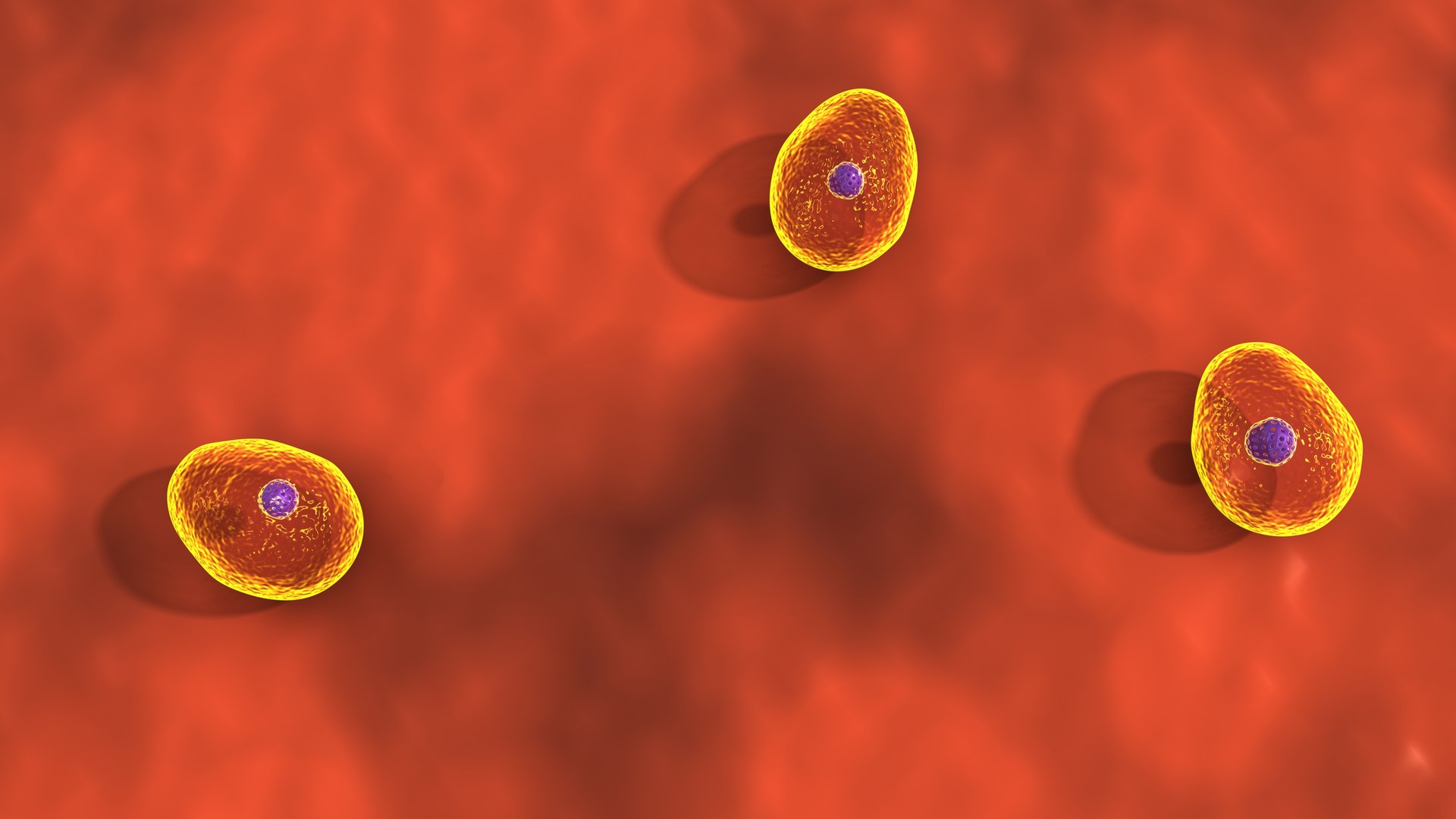 Yeast Fungi And Saccharomyces Cerevisiae 3D Model - TurboSquid 1852886
