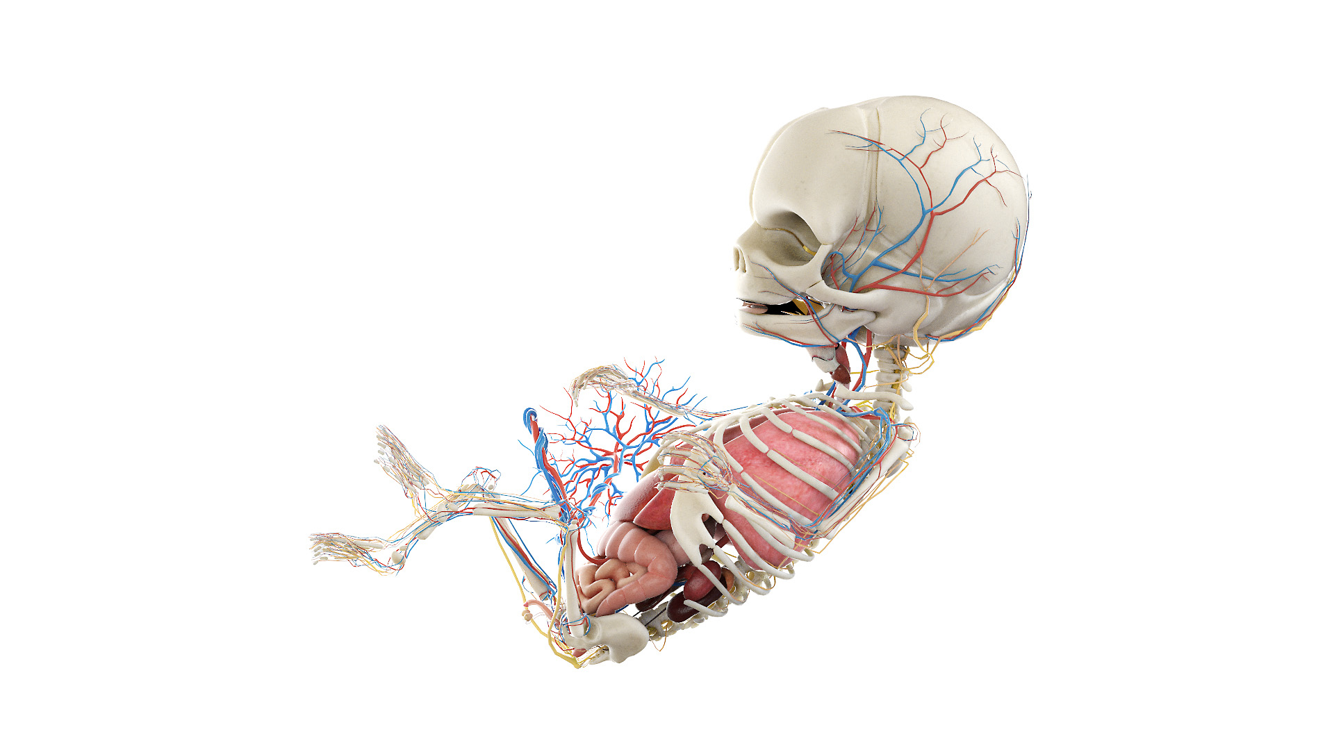 Fetus Anatomy Week 14 Static 3D Model Biology Diagrams
