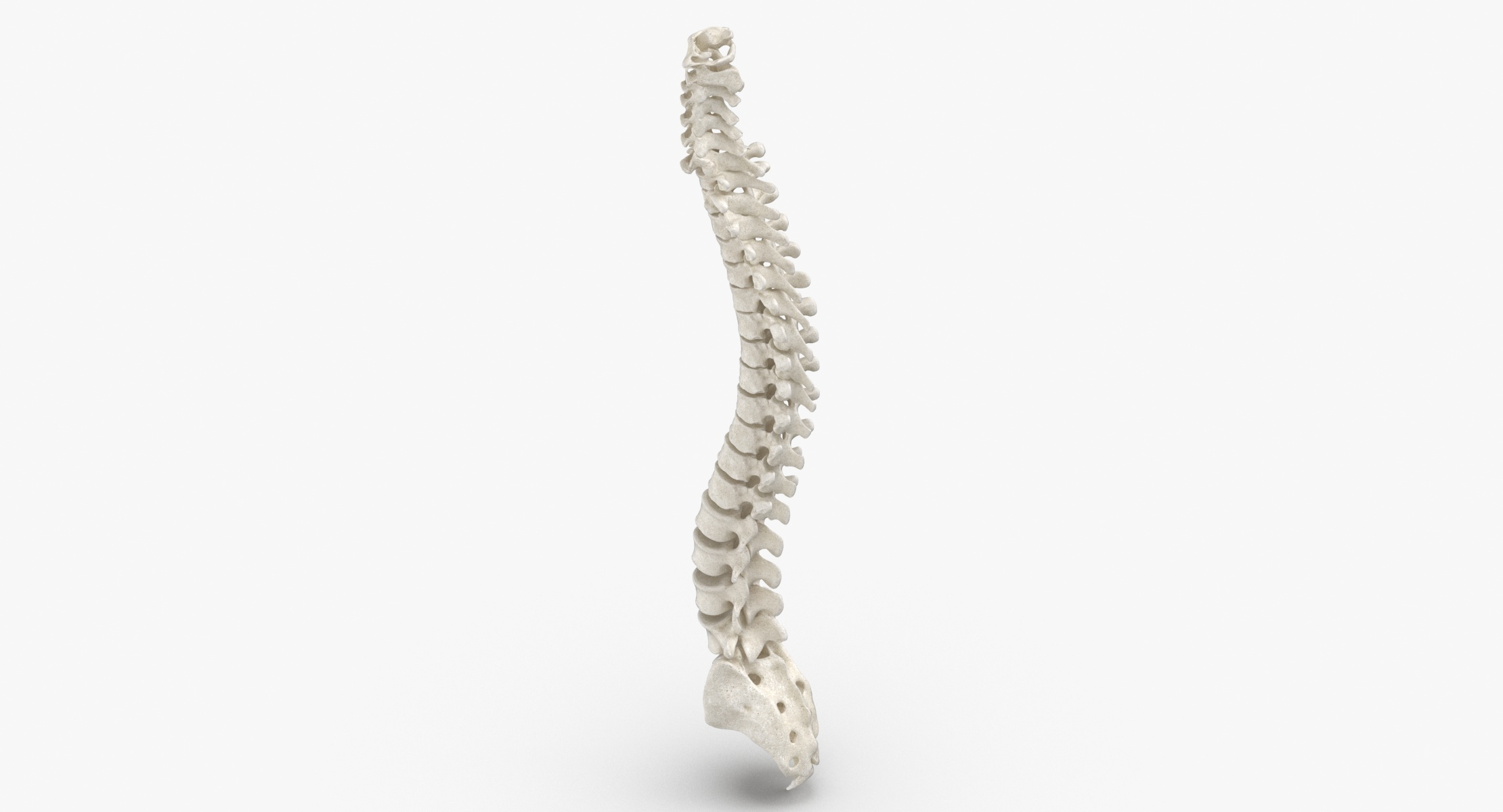modelo 3d Real Human Spine Bones Anatomy Blanco 01 - TurboSquid 1607350
