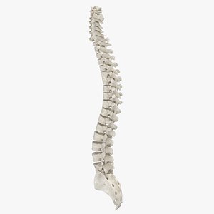 human spine bones anatomy 3D model