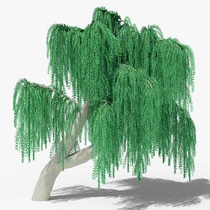 3D Weeping Willow v9