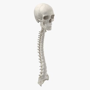 3D human spine bones male model
