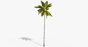 3D cocos coconut palm tree tropical