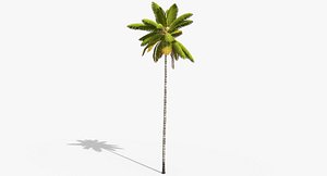 Coconut Palm Tree 8768