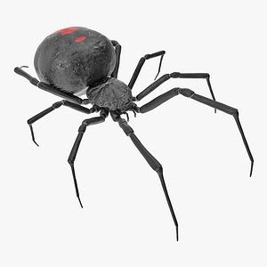 3D model latrodectus spider