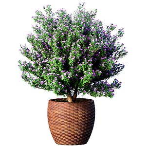 Decorative flowering garden tree in a rattan pot Provence style