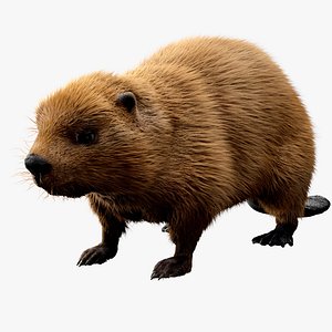 Beaver model