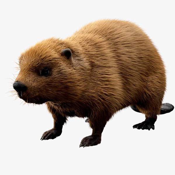 Мод на бобра. Мод на бобра