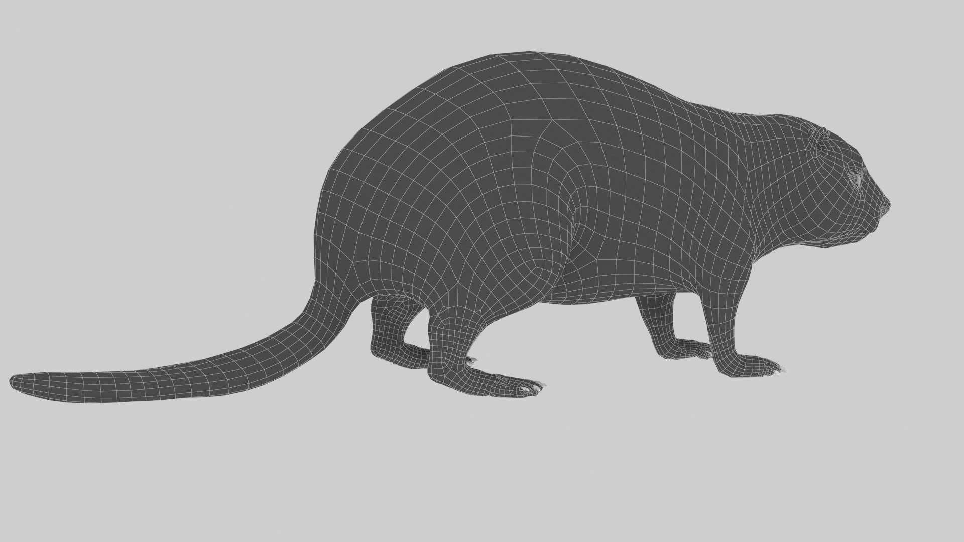 Beaver Model - TurboSquid 1816779