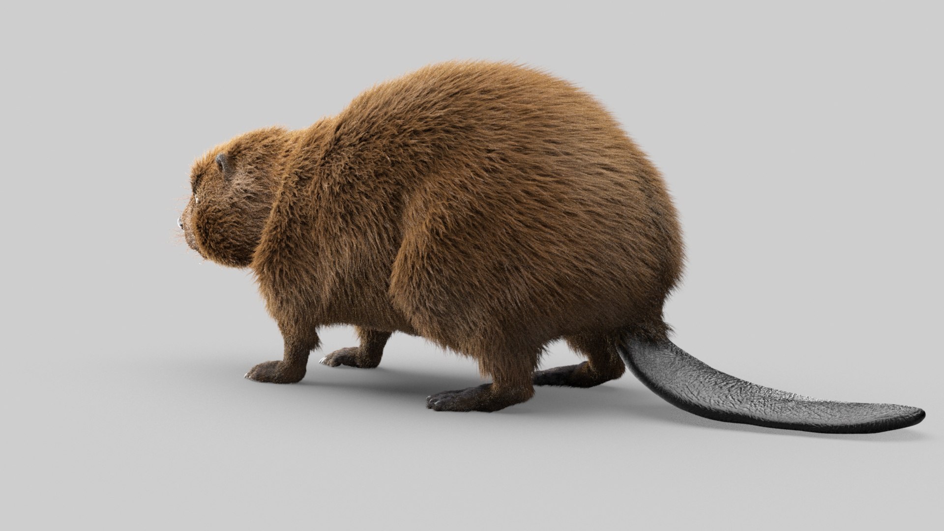 Beaver Model - TurboSquid 1816779