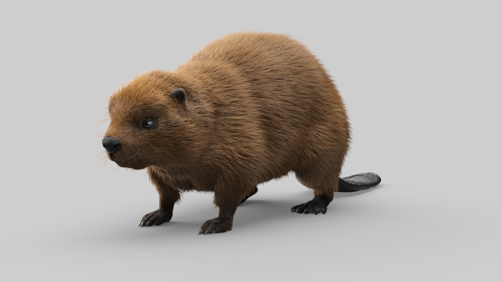 Beaver Model - TurboSquid 1816779