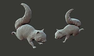 squirrel