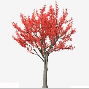 Set of Bombax ceiba or Cotton Trees 3D model