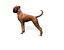 boxer