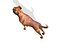 boxer