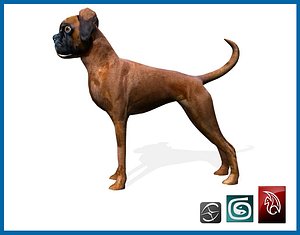 boxer dog 3d model