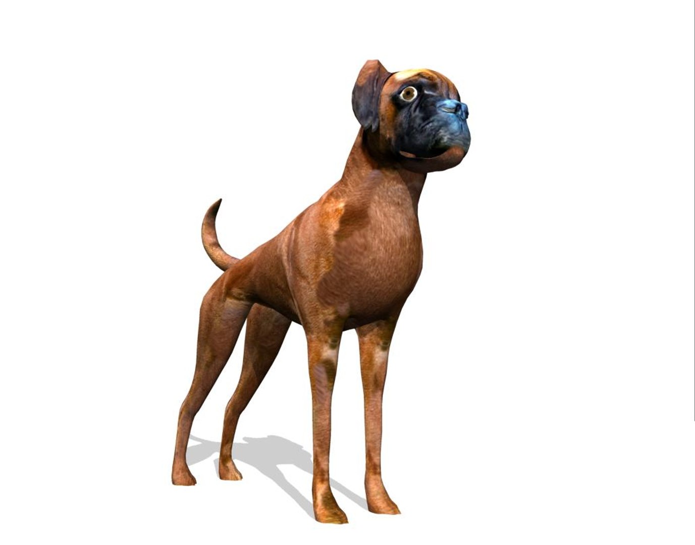 boxer dog 3d model https://p.turbosquid.com/ts-thumb/0S/9wTFyk/a4HxHVcK/box6/jpg/1435680657/1920x1080/fit_q87/9aeb7255811b7571f1a5ca4afcf1d5c579cdda7c/box6.jpg
