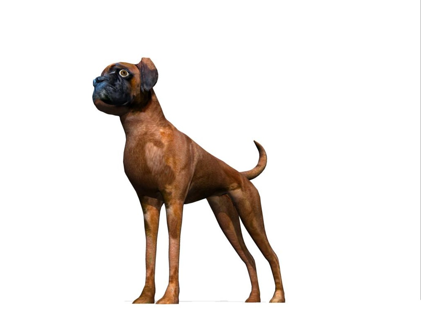 boxer dog 3d model https://p.turbosquid.com/ts-thumb/0S/9wTFyk/lyRkHGKe/box7/jpg/1435680672/1920x1080/fit_q87/f1bfb87e90e58e9b8d0b46fffa480361a2a1f080/box7.jpg