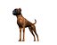 boxer