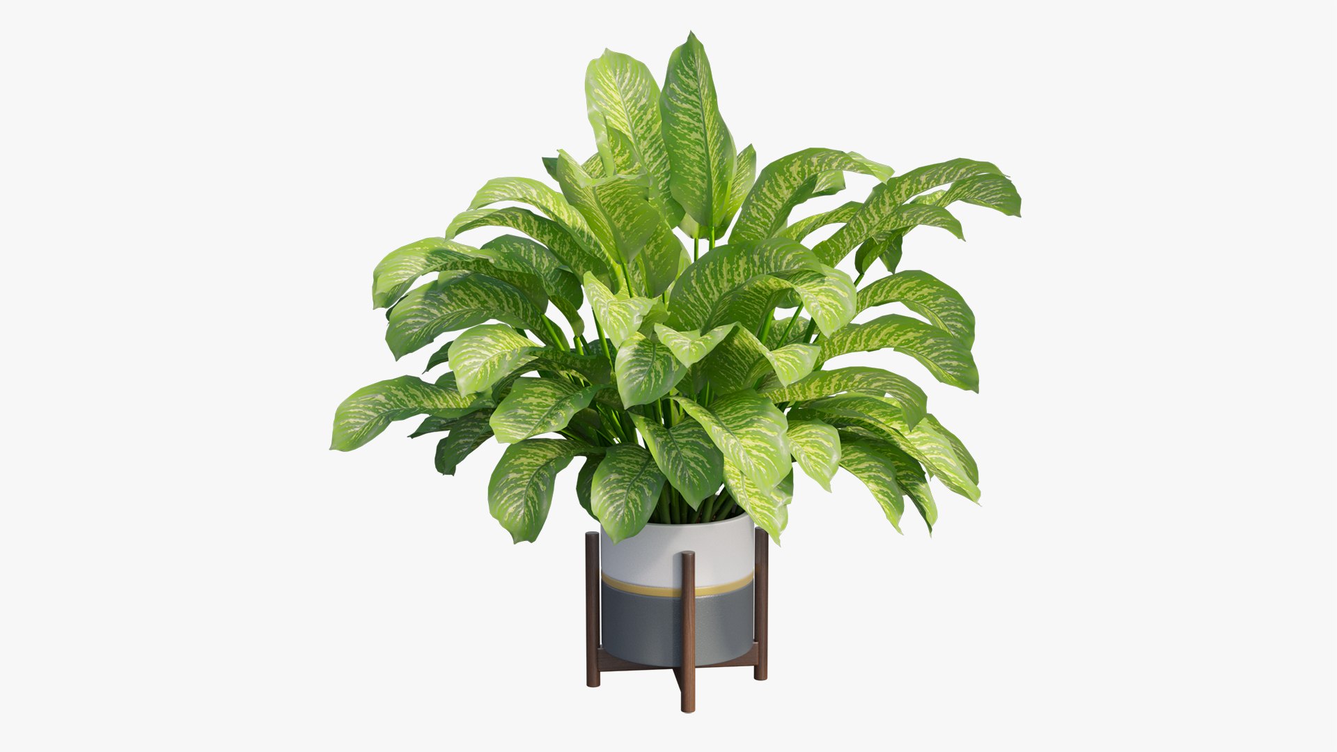 3D dieffenbachia tree vase https://p.turbosquid.com/ts-thumb/0S/BJdo8X/D8dkaic3/view05/jpg/1603824650/1920x1080/fit_q87/f8df1b7c3fd8685327cbdf3c5930e7f6bd412711/view05.jpg
