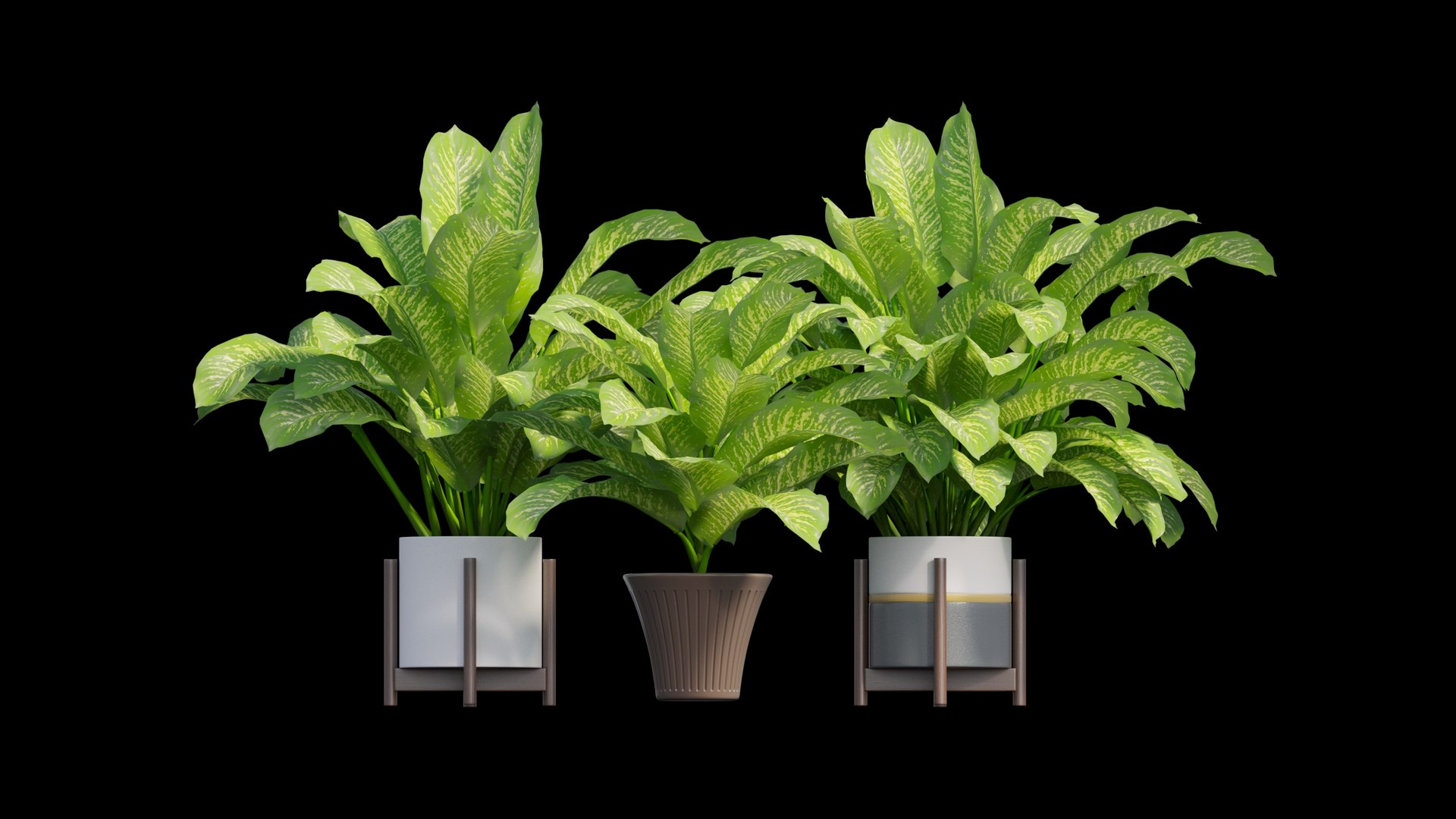 3D dieffenbachia tree vase https://p.turbosquid.com/ts-thumb/0S/BJdo8X/dq6jLbfg/view03/jpg/1578987854/1920x1080/fit_q87/f486d26788b36b7b05037b22fec8444457160fb1/view03.jpg