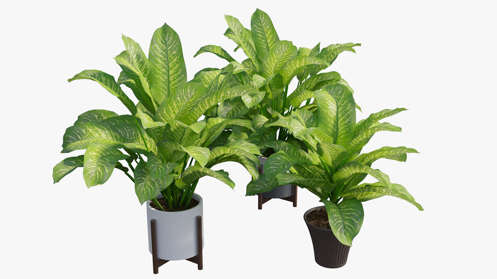 3D dieffenbachia tree vase https://p.turbosquid.com/ts-thumb/0S/BJdo8X/mM6hJObh/view04/jpg/1603824576/1920x1080/fit_q87/cf8563f60afca00ea3619e920f041191c377d216/view04.jpg