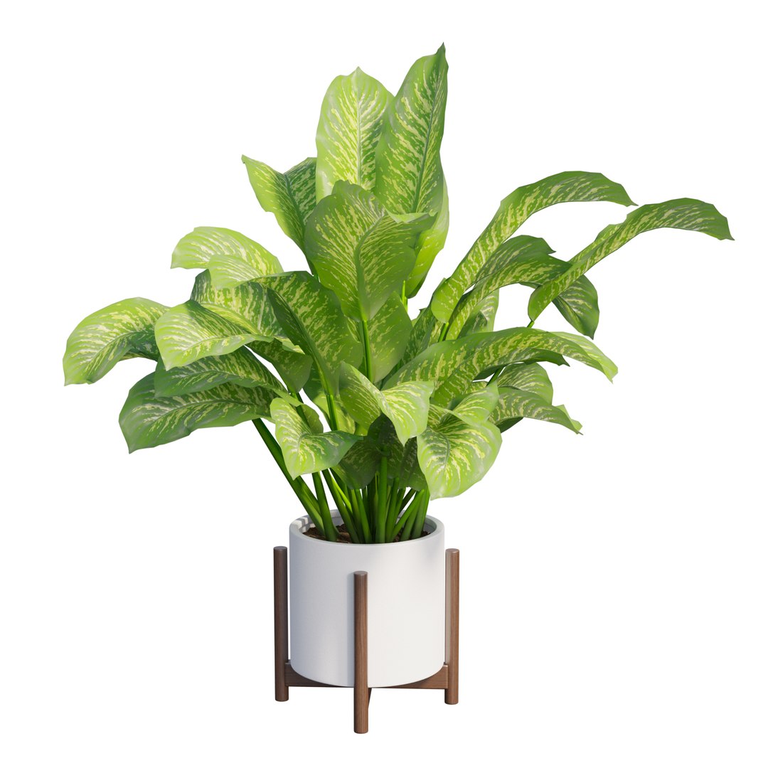 3D dieffenbachia tree vase https://p.turbosquid.com/ts-thumb/0S/BJdo8X/ty7BT8a9/view06/jpg/1578987854/1920x1080/fit_q87/58a8b0172df72fa21893c6e6edfcde44c45f0a97/view06.jpg