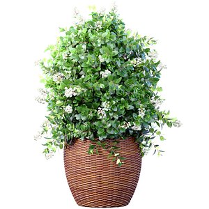 Decorative flowering garden evergreen tree Oleander shrub in a pot rattan vase for decoration in Pro