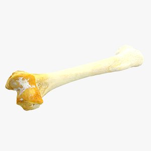 Bone