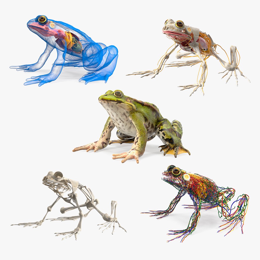 Frog Full Anatomy Collection