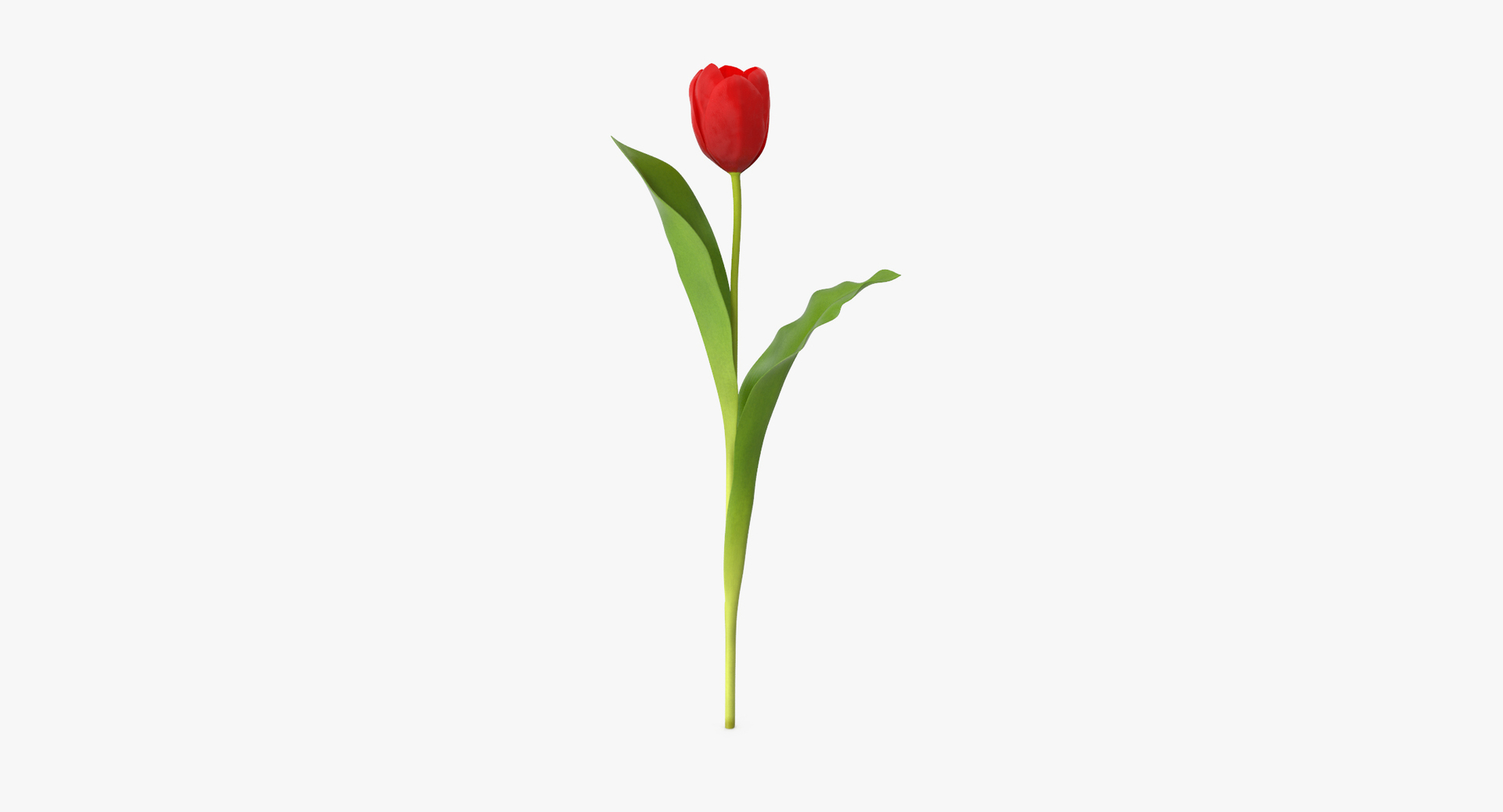 carnation lily hydrangeas peony max https://p.turbosquid.com/ts-thumb/0S/bw0Y4w/3ZXUXX4u/0000/jpg/1468312799/1920x1080/turn_fit_q99/52f627f000d85c4f8dcfc3d7bdaaae39eb8d40d6/0000-1.jpg