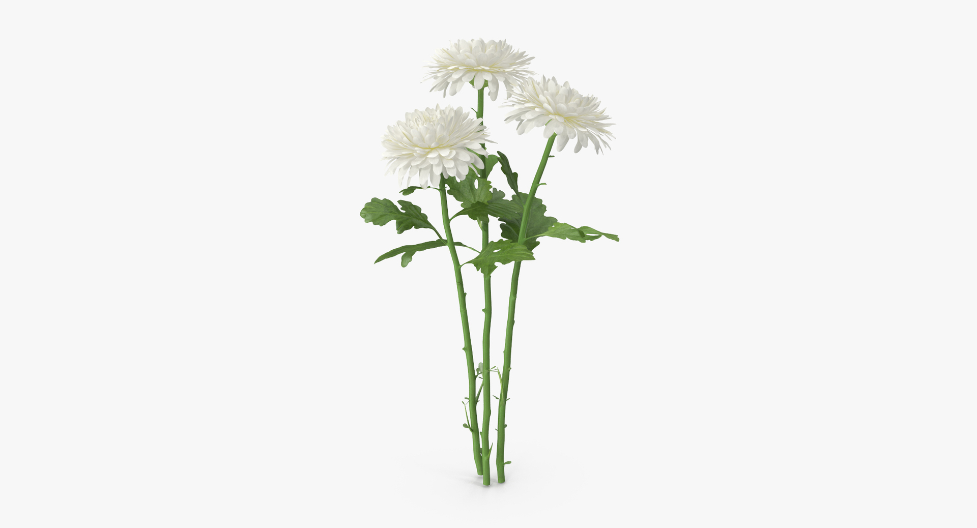 carnation lily hydrangeas peony max https://p.turbosquid.com/ts-thumb/0S/bw0Y4w/3iZS2rlx/0000/jpg/1468240862/1920x1080/turn_fit_q99/ecaddde3286637545053bbe30f2a8fe92fadeac5/0000-1.jpg