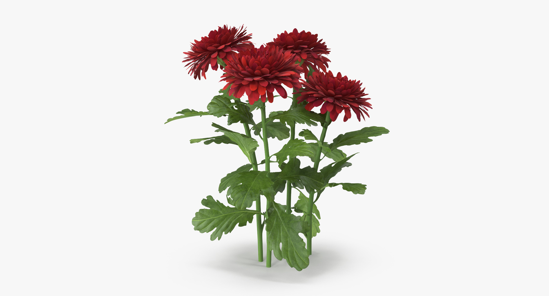carnation lily hydrangeas peony max https://p.turbosquid.com/ts-thumb/0S/bw0Y4w/61uy5vCP/0000/jpg/1468239574/1920x1080/turn_fit_q99/0dc26880fa0d5072483d579fdbbcca6d595381ef/0000-1.jpg