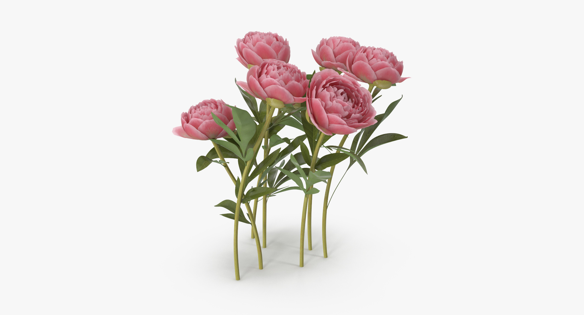 carnation lily hydrangeas peony max https://p.turbosquid.com/ts-thumb/0S/bw0Y4w/6uSTXGHg/0000/jpg/1468222299/1920x1080/turn_fit_q99/9565fd9175523ba78ecad2ffadac4e49144385b2/0000-1.jpg