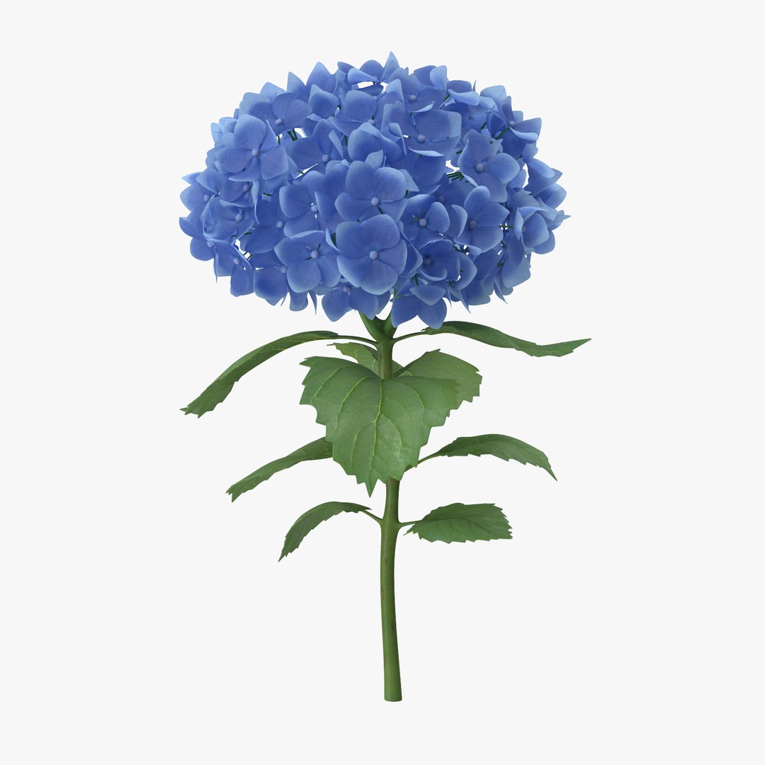 carnation lily hydrangeas peony max https://p.turbosquid.com/ts-thumb/0S/bw0Y4w/7yCXgj5W/hydrangeas_01_002_single_standing_thumbnail_square0000/jpg/1468219393/1920x1080/fit_q87/c87d28d6ba59467eb7f27918f06e78bdda9e54b4/hydrangeas_01_002_single_standing_thumbnail_square0000.jpg