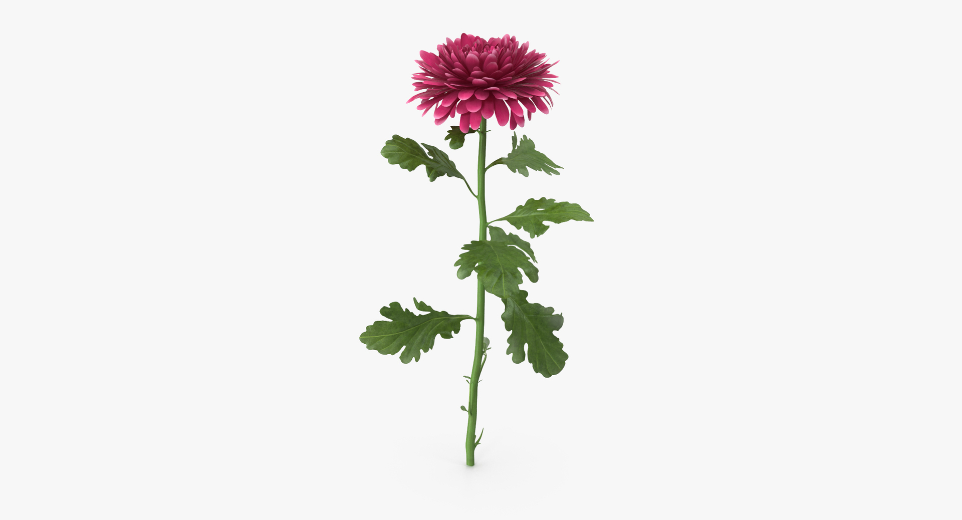 carnation lily hydrangeas peony max https://p.turbosquid.com/ts-thumb/0S/bw0Y4w/CR4sFeiu/0000/jpg/1468237850/1920x1080/turn_fit_q99/bebcf4fdebabaddcc77c5046f2c422587de170ad/0000-1.jpg