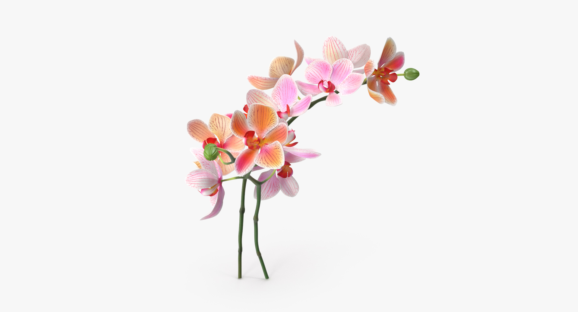 carnation lily hydrangeas peony max https://p.turbosquid.com/ts-thumb/0S/bw0Y4w/J20ya0WL/0000/jpg/1468309127/1920x1080/turn_fit_q99/d41ebd7bb0e16a3c97a01a88e5807fea7d0d5988/0000-1.jpg