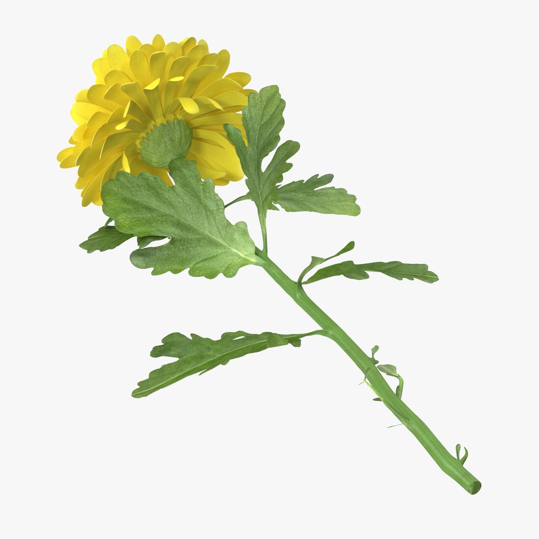 carnation lily hydrangeas peony max https://p.turbosquid.com/ts-thumb/0S/bw0Y4w/MpxhzXVL/chrysanthemum_02_laying_yellow_001_thumbnail_square0000/jpg/1468241966/1920x1080/fit_q87/9861266214689b43855dfe5019b5f6a8e863e980/chrysanthemum_02_laying_yellow_001_thumbnail_square0000.jpg