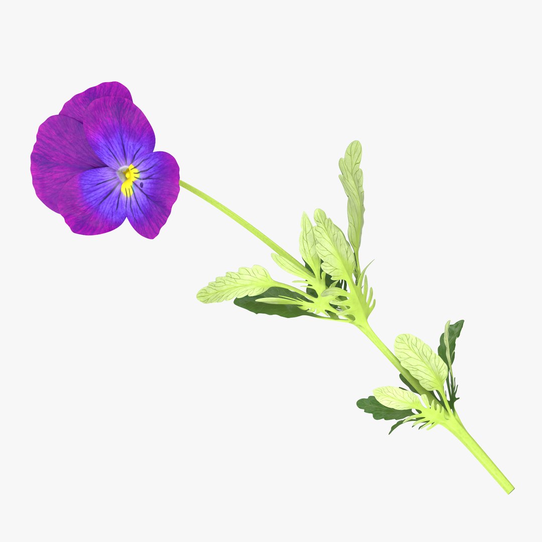 carnation lily hydrangeas peony max https://p.turbosquid.com/ts-thumb/0S/bw0Y4w/MwFlD3Il/pansies_single_laying_thumbnail_square_0000/jpg/1468322868/1920x1080/fit_q87/f2e95208712020676ae005a21e1ff84921187dec/pansies_single_laying_thumbnail_square_0000.jpg