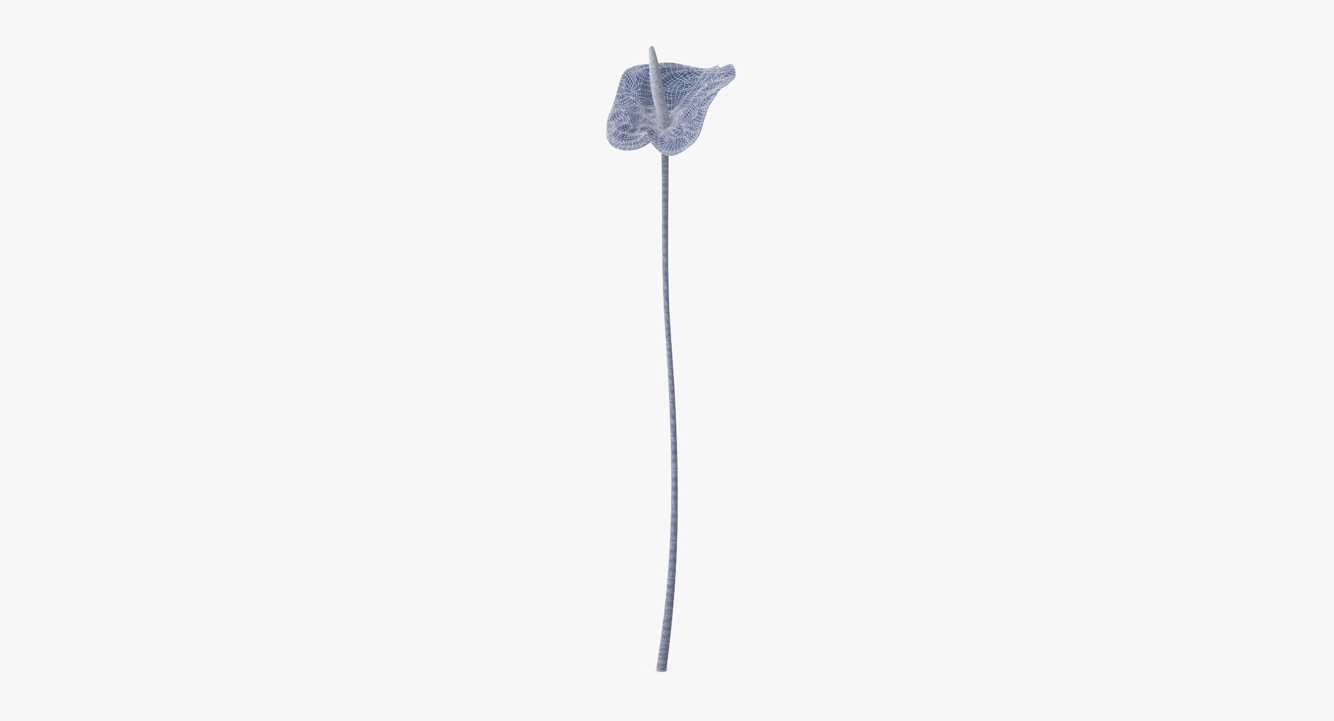 carnation lily hydrangeas peony max https://p.turbosquid.com/ts-thumb/0S/bw0Y4w/PzM1FmU2/anthurium_01_002_standing_wireframe_0001/jpg/1515672708/1920x1080/fit_q87/cc9e4ab8df4fe6c35d979192bdcebdd762c1d5b7/anthurium_01_002_standing_wireframe_0001.jpg