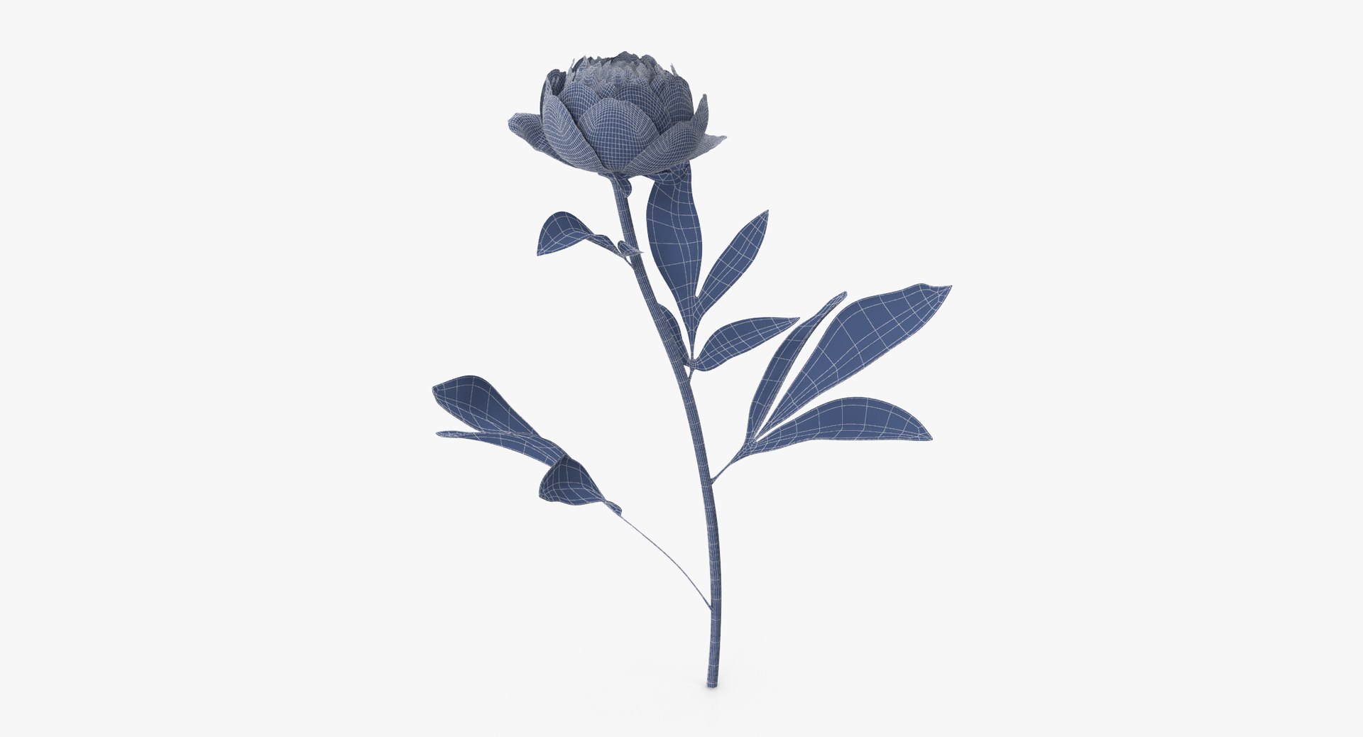 carnation lily hydrangeas peony max https://p.turbosquid.com/ts-thumb/0S/bw0Y4w/SFbv6Ing/peony_single_standing_01_wireframe_0001/jpg/1515672710/1920x1080/fit_q87/d9b285d4064068c014a1ec4bbe349d517a51ee32/peony_single_standing_01_wireframe_0001.jpg