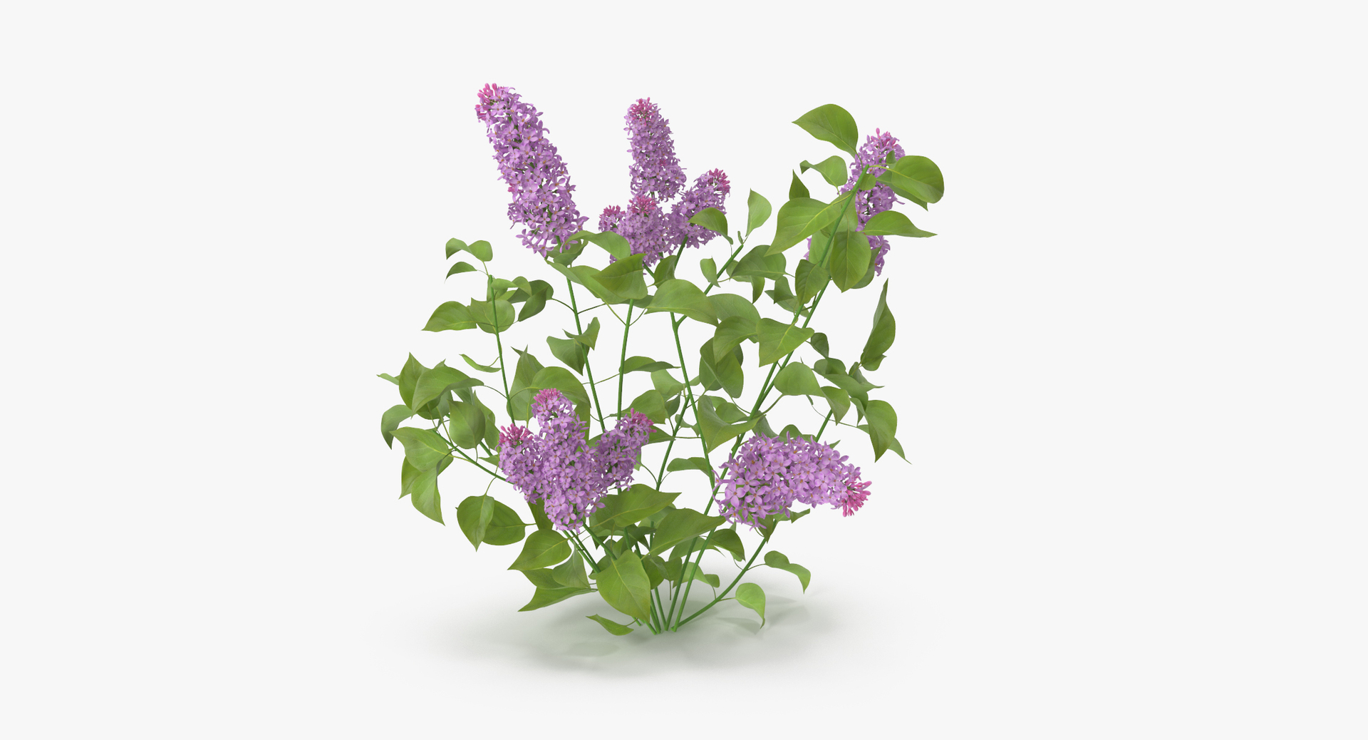 carnation lily hydrangeas peony max https://p.turbosquid.com/ts-thumb/0S/bw0Y4w/T25URjbm/0000/jpg/1468259633/1920x1080/turn_fit_q99/35688f12a723e8bbb242f4ea7835e1bcc2f6b07c/0000-1.jpg