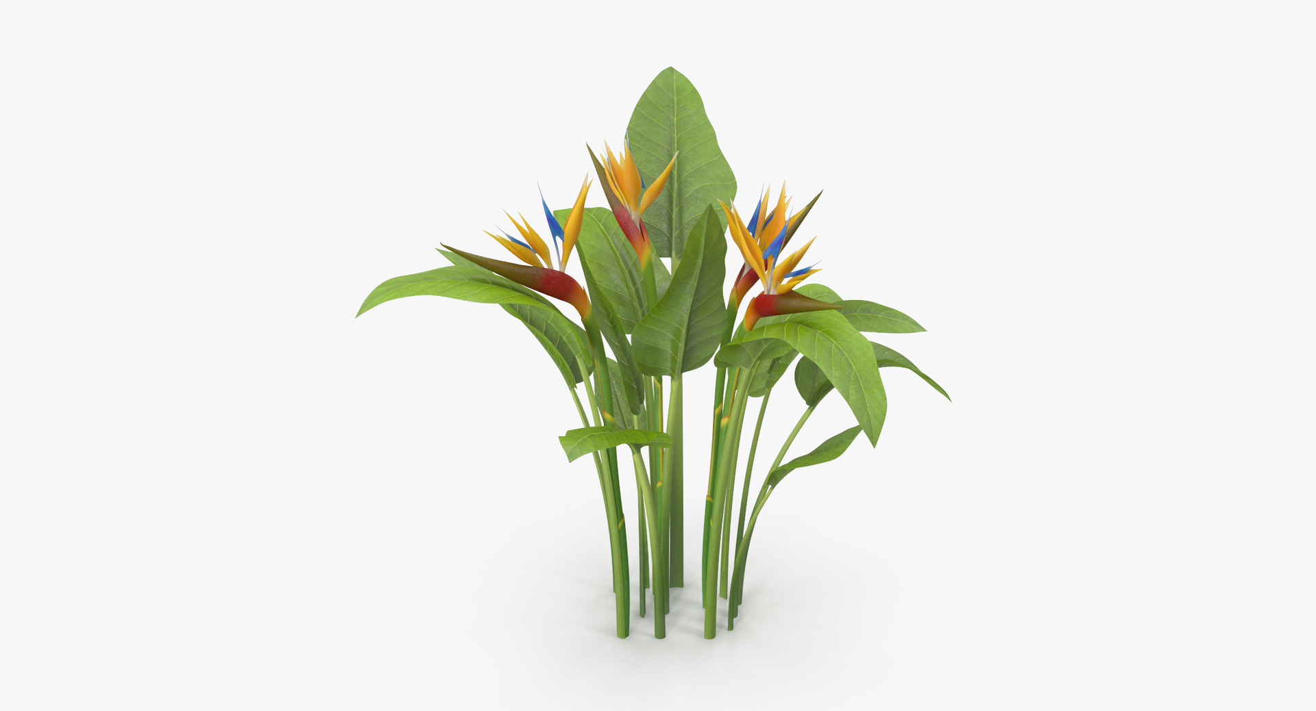 carnation lily hydrangeas peony max https://p.turbosquid.com/ts-thumb/0S/bw0Y4w/TeJamfHw/0000/jpg/1468245256/1920x1080/turn_fit_q99/bab9a165f6d9ac1982b1f194e2135e93f6f45454/0000-1.jpg
