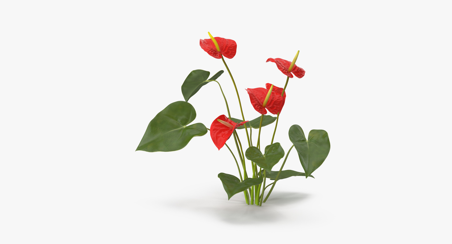 carnation lily hydrangeas peony max https://p.turbosquid.com/ts-thumb/0S/bw0Y4w/ULrJ0faY/0000/jpg/1468225621/1920x1080/turn_fit_q99/d01ee03bbd0184d8c02bb1e429f832f33925fa2f/0000-1.jpg