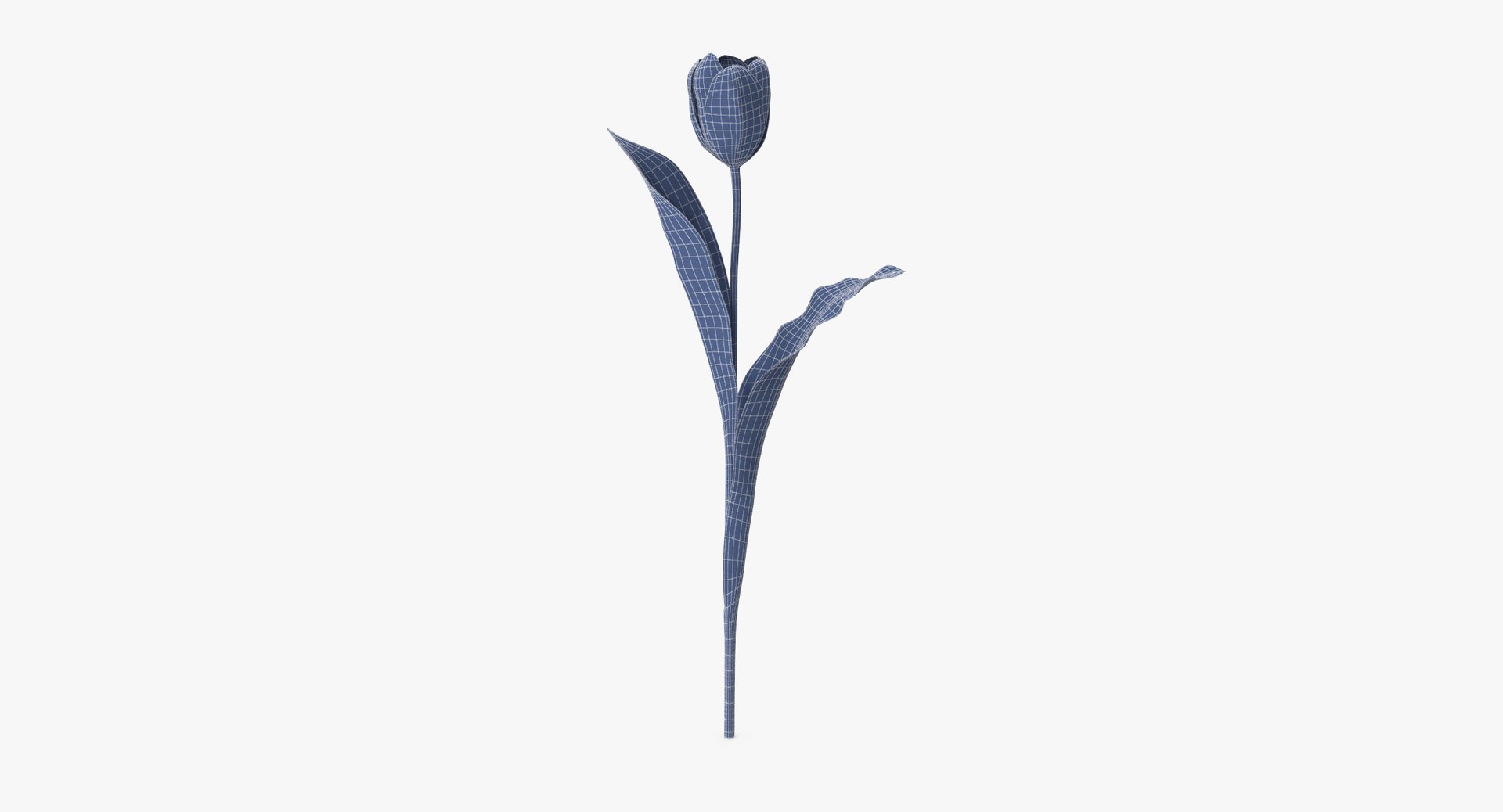 carnation lily hydrangeas peony max https://p.turbosquid.com/ts-thumb/0S/bw0Y4w/WWcI9eUJ/tulip_version_01_yellow_002_wireframe_0001/jpg/1515672710/1920x1080/fit_q87/9816f89e20b4f7857340406277630291a69db033/tulip_version_01_yellow_002_wireframe_0001.jpg