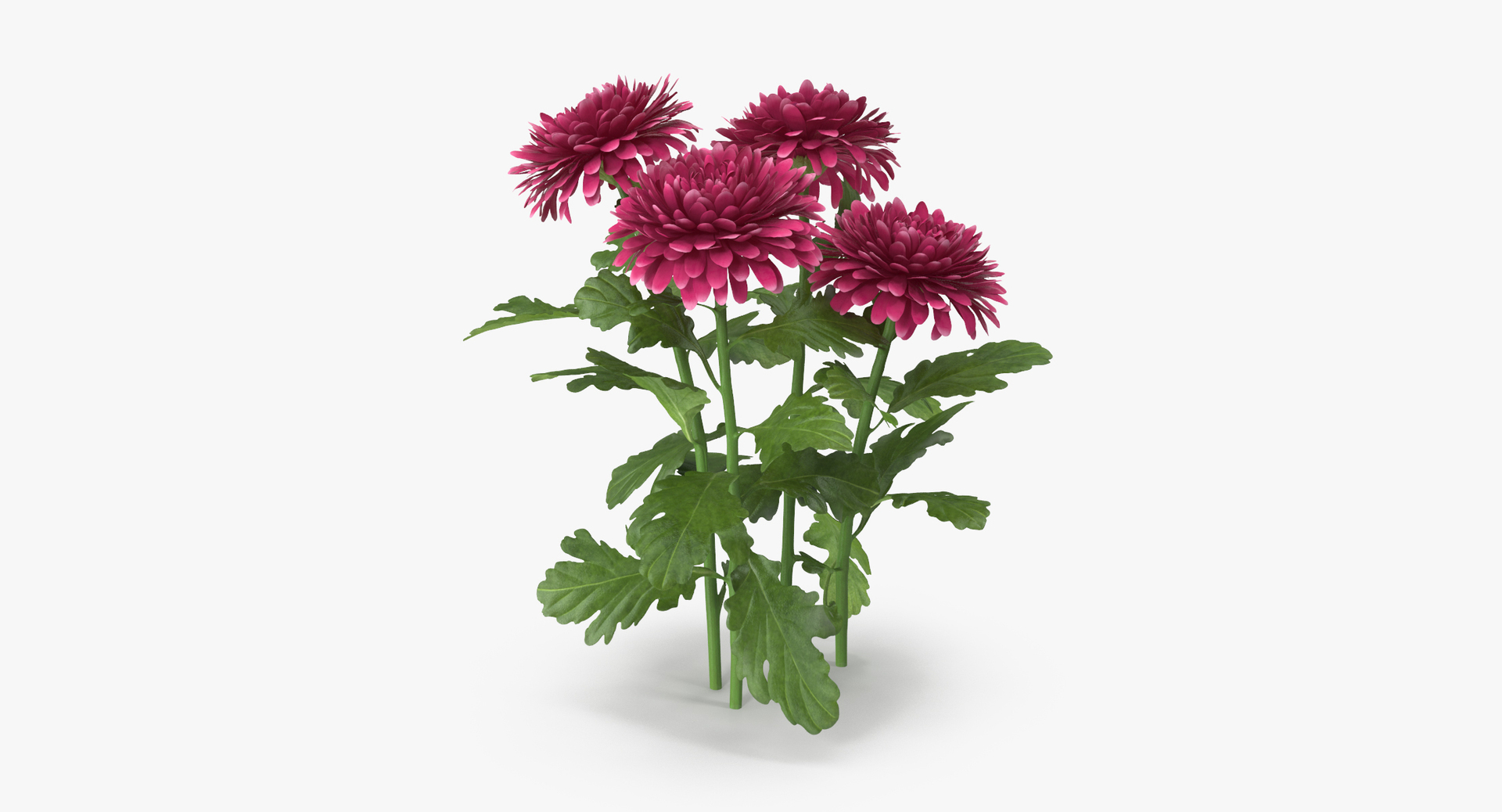 carnation lily hydrangeas peony max https://p.turbosquid.com/ts-thumb/0S/bw0Y4w/XiFdd3XB/0000/jpg/1468236953/1920x1080/turn_fit_q99/567af4b901f019fb1ab8246480f0e0a5f0c7ff3f/0000-1.jpg