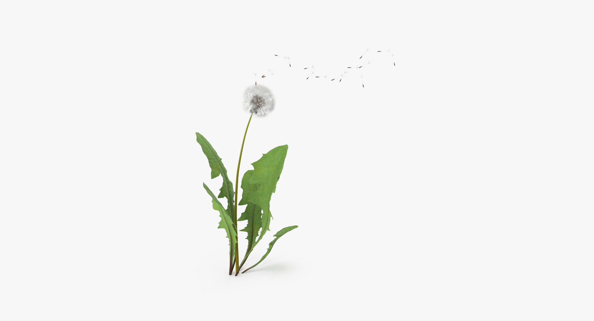 carnation lily hydrangeas peony max https://p.turbosquid.com/ts-thumb/0S/bw0Y4w/YUCrEGH6/0000/jpg/1468245905/1920x1080/turn_fit_q99/cb206de053716045f8dc71ea421290803dabea46/0000-1.jpg